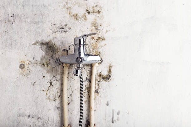 Best Local Mold Removal Service  in David City, NE