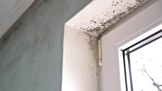 Best Home Mold Removal  in David City, NE