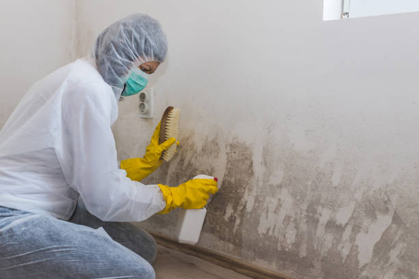 Best Crawl Space Mold Removal  in David City, NE