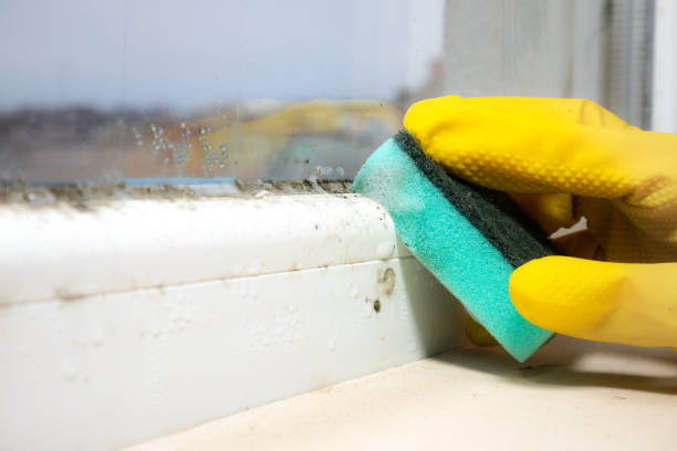 Best Mold Cleaning Services  in David City, NE