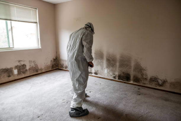 Best Toxic Mold Removal  in David City, NE