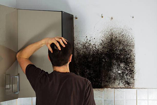Best Professional Mold Removal  in David City, NE
