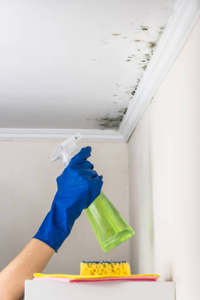Best Mold Removal Company Near Me  in David City, NE